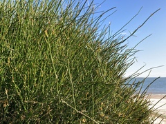 Ephedra tweedieana