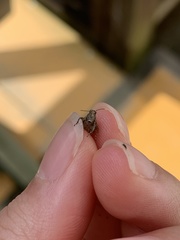 Tetrix japonica