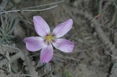 Oxalis laciniata