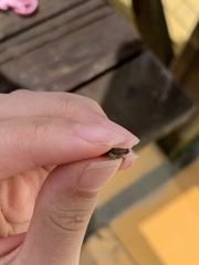 Tetrix japonica