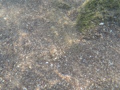 Bigmouth Sanddab photo 3