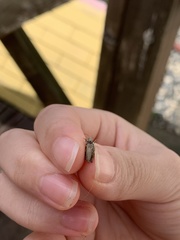 Tetrix japonica