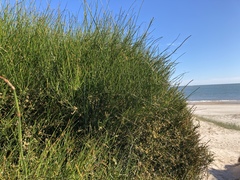 Ephedra tweedieana