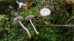 Inocybe pallidicremea