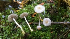 Inocybe pallidicremea