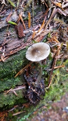 Mycena quiniaultensis