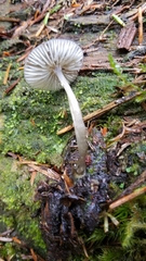 Mycena quiniaultensis