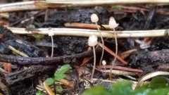 Mycena pterigena