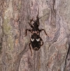 Acanthaspis tergemina