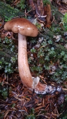 Tricholoma transmutans