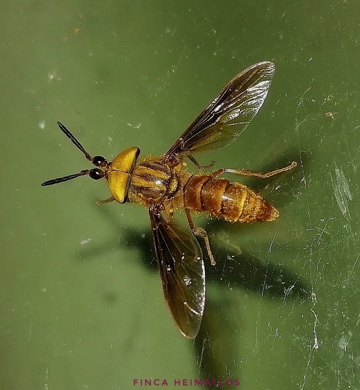 Querbetia