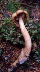 Tricholoma transmutans