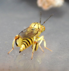 Conura