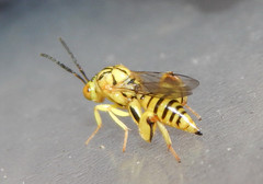 Conura