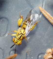 Conura