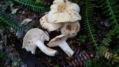 Russula crassotunicata