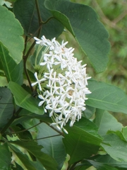 Ixora pavetta