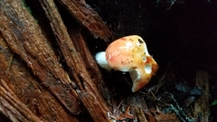 Russula bicolor