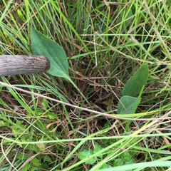 Arnoglossum