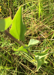 Arnoglossum