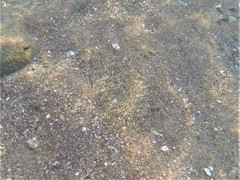 Bigmouth Sanddab photo 4