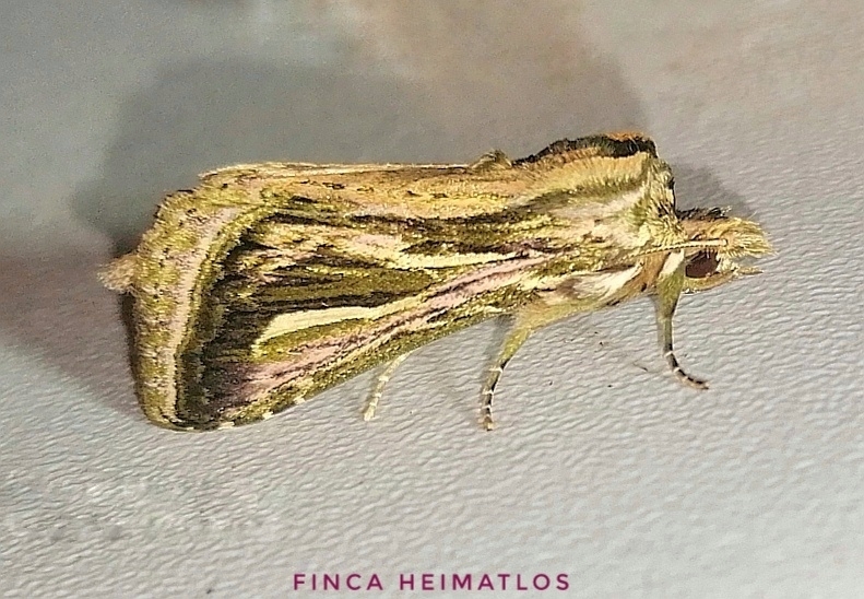 Lepasta bractea
