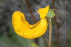 Calceolaria polyrhiza