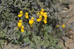 Calceolaria polyrhiza