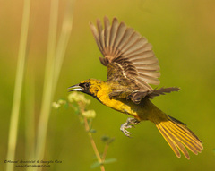 Icterus spurius