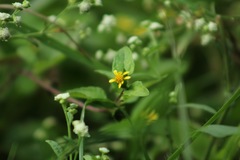 Calyptocarpus vialis