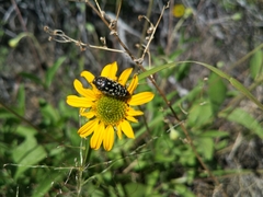 Acmaeodera rubronotata