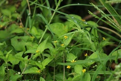 Calyptocarpus vialis