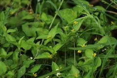 Calyptocarpus vialis