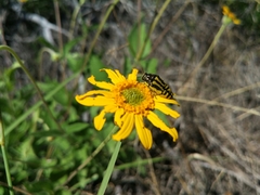 Acmaeodera amplicollis