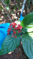 Viburnum urceolatum