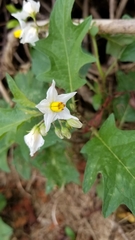 Solanum carolinense