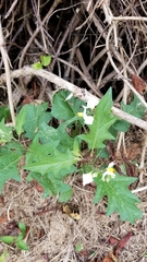 Solanum carolinense