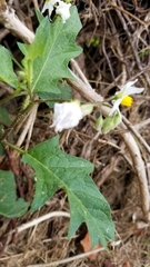 Solanum carolinense