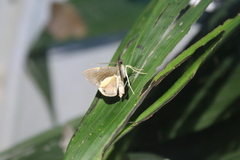 Opisthoxia phrynearia