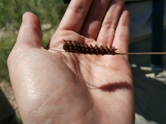 Hemileucinae