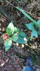 Viburnum urceolatum
