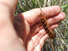 Hemileucinae