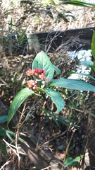 Viburnum urceolatum