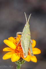 Sphenarium