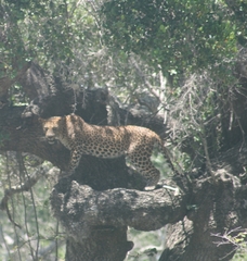 Panthera pardus kotiya