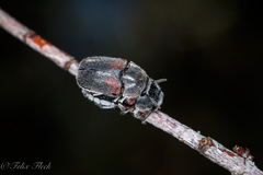 Megalostomis dimidiata