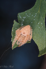 Araneinae