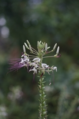 Tarenaya longicarpa