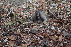 Thomomys