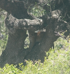 Panthera pardus kotiya